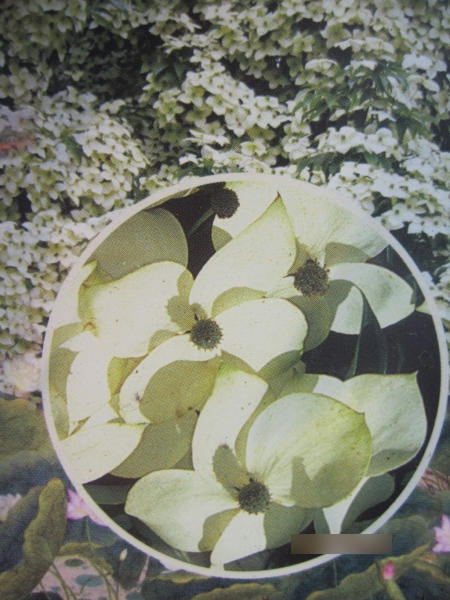Blumenhartriegel Empress of China 3